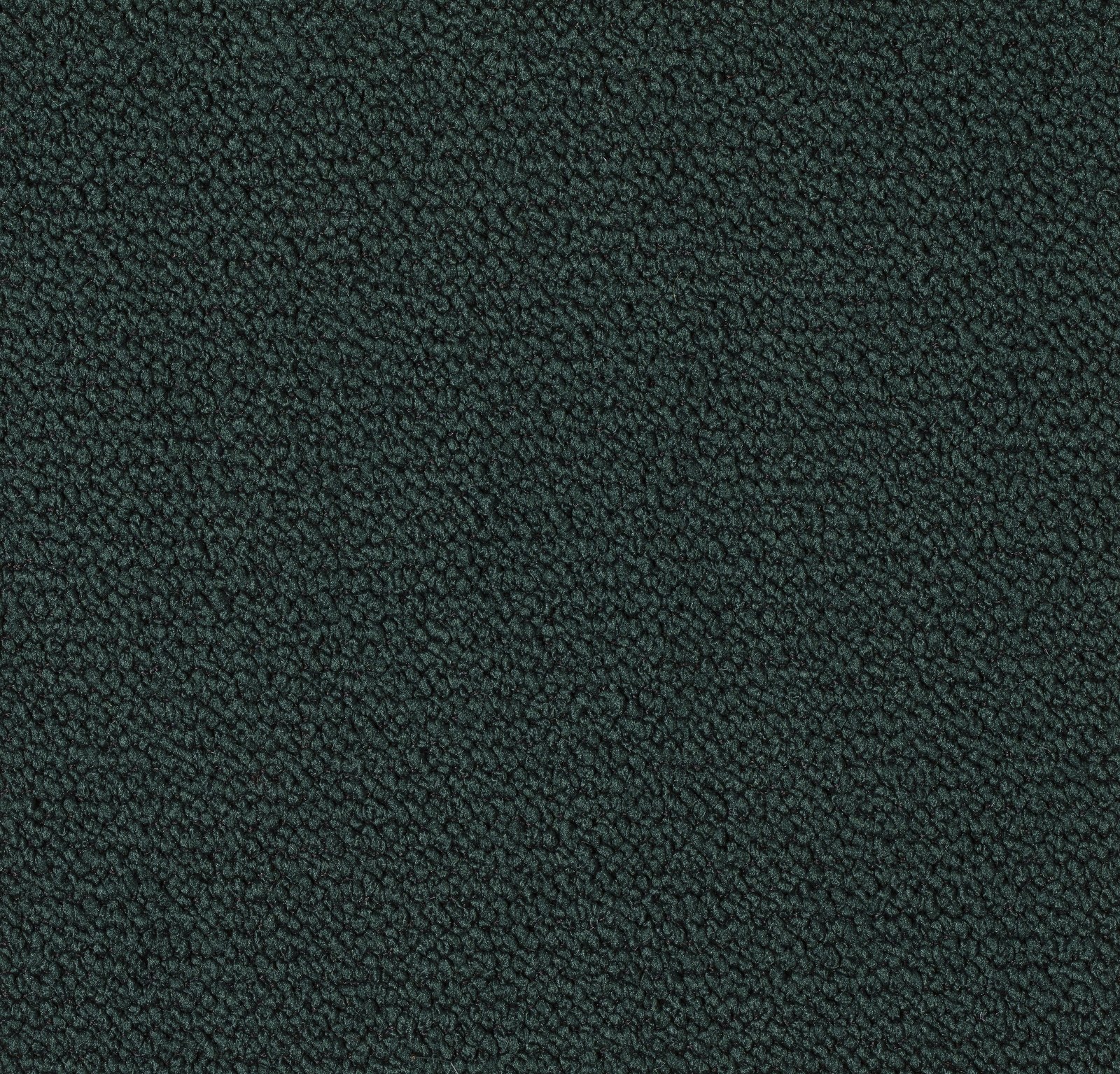 Lord Bouclette Vert sapin